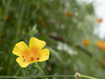 Close-up of yellow flowering plant