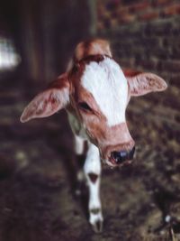 Close-up portrait of cow