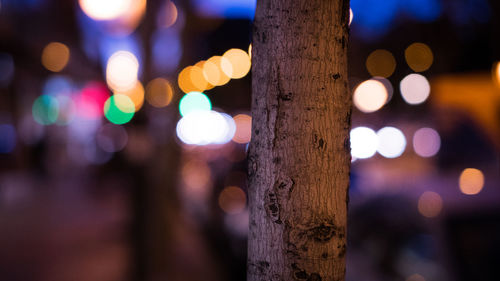 Close-up of illuminated tree
