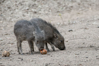 Piglets on field