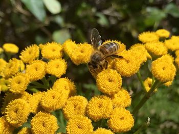 Close-up of bee pollinating on yellow flower