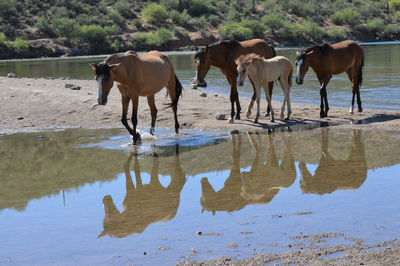 Horses standing in a lake