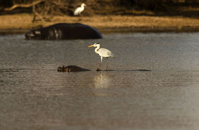 Close up of a bird surfing the hippo