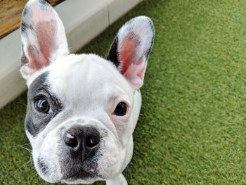 Close-up portrait of dog