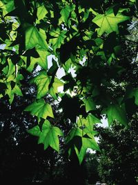 Low angle view of green leaves