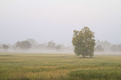 Trees on field against sky during foggy weather