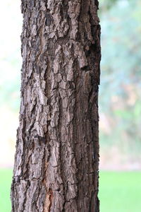 Close-up of tree trunk