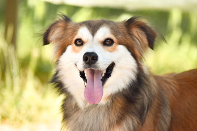 Close-up portrait of a dog