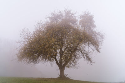 Tree on field against sky