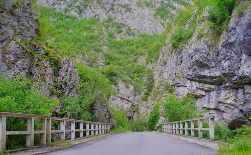 Road amidst trees and plants