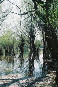 Bare trees in forest