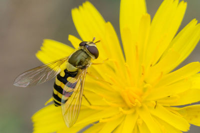 Close-up of butterfly pollinating on yellow flower