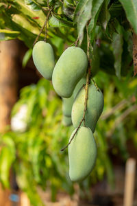 Close-up of fruits growing on tree