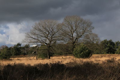 Bare trees on field against sky