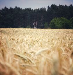 Scenic view of wheat field