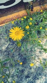 Close-up of yellow flowers blooming outdoors