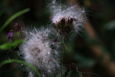 Close-up of dandelion against blurred background