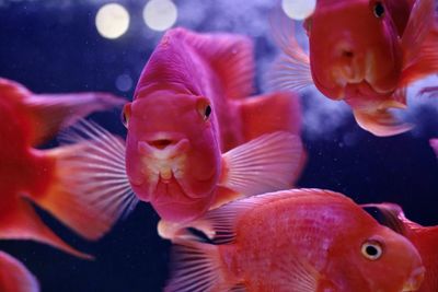 Close-up of fishes swimming in sea