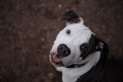 High angle portrait of dog sticking out tongue on field