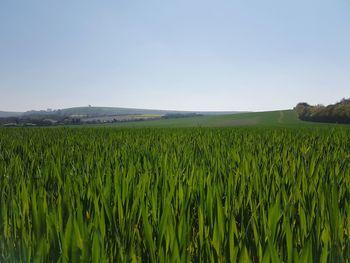 Scenic view of wheat field against clear sky