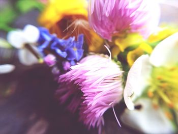 Close-up of pink flower blooming outdoors