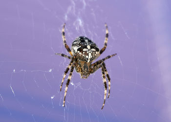 Close-up of spider on web