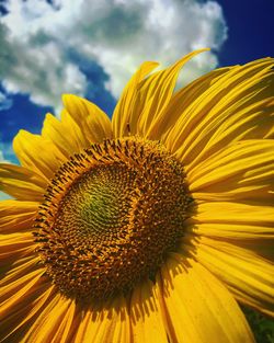 Close-up of sunflower against sky