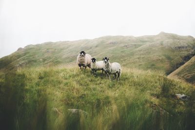 Sheep standing in field