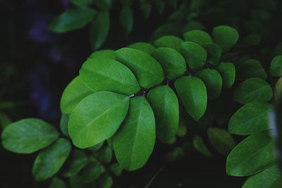 Close-up of green leaves