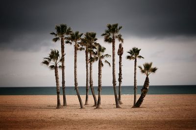 Palm trees on beach