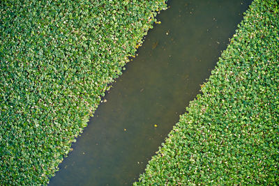 High angle view of leaf floating on water