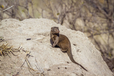 Lizard on rock