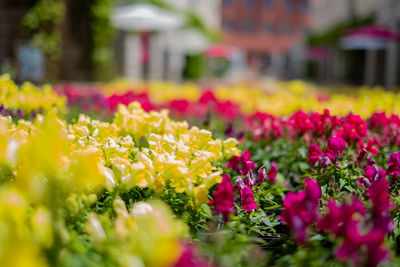 Close-up of yellow flowering plants in park