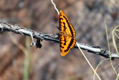 Close-up of butterfly on plant