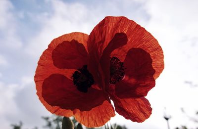 Close-up of red flower