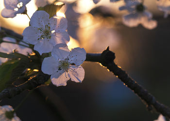 Close-up of cherry blossoms in spring