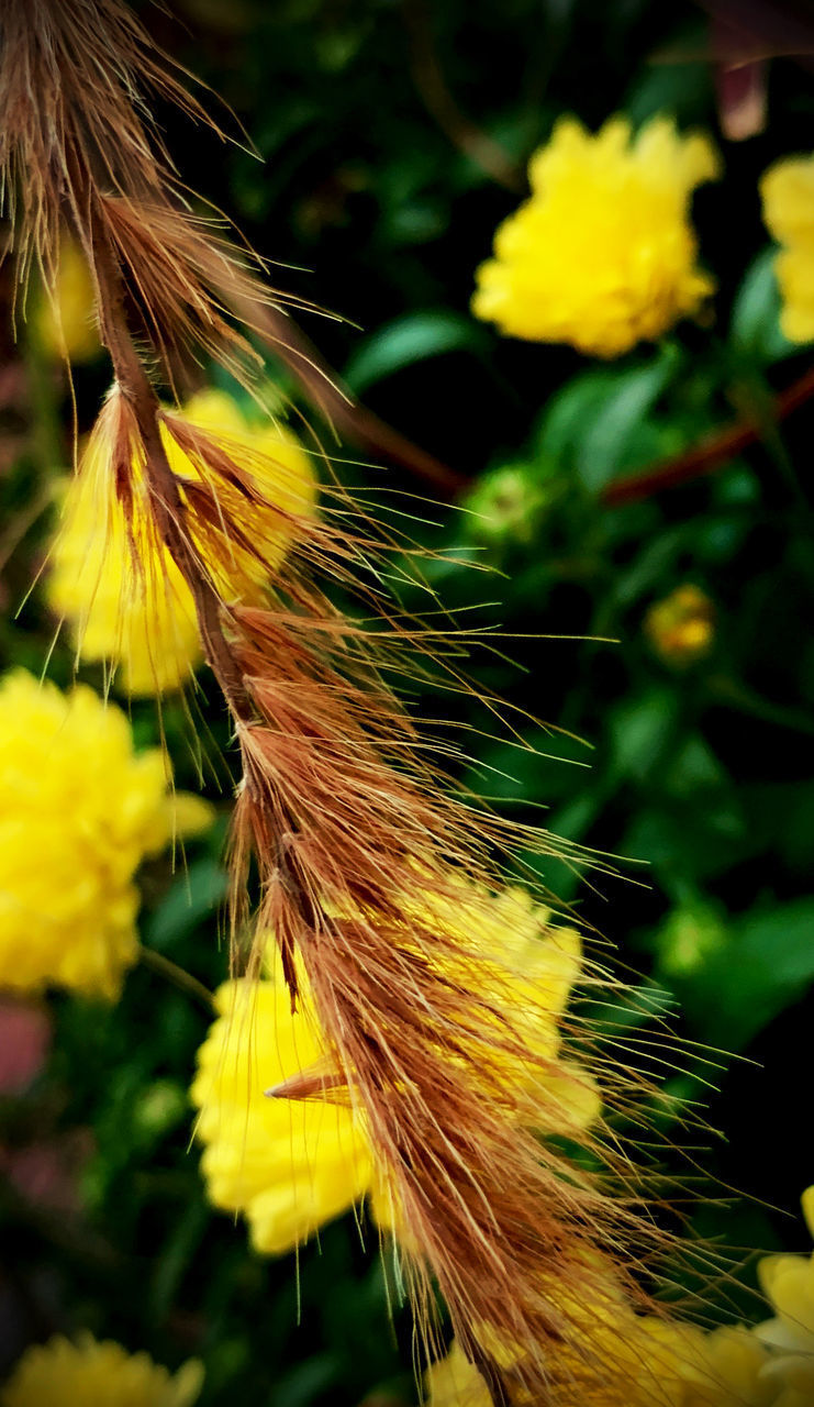 CLOSE-UP OF DANDELION ON YELLOW FLOWER