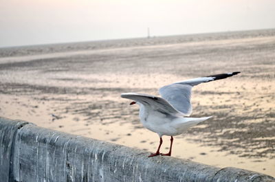 Bird perching on wooden post