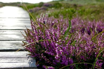 Close-up of purple flowering plants