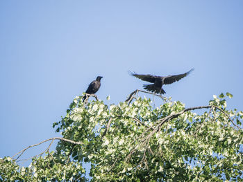 Low angle view of birds perching on tree against sky