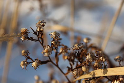 Close-up of wilted flowers