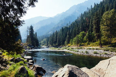 Scenic view of lake in forest against sky