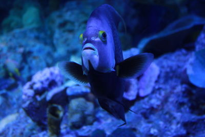 Fish swimming in sea