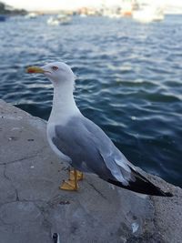 Close-up of seagull perching on shore