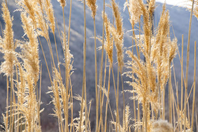 Yellow and golden plants background with sunlight