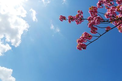 Low angle view of flowers against blue sky