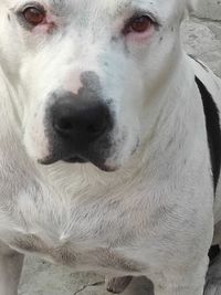 Close-up portrait of dog relaxing at home