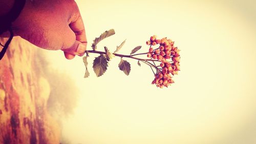 Close-up of hand holding leaf during sunset