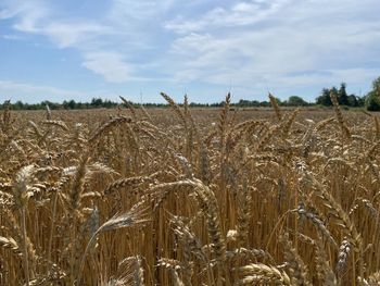 Scenic view of wheat field against sky