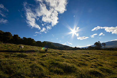 Llama, alpaca andean landscape, ecuadorian blue sky cold